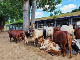 ANORC encerra 5ª Prova coletiva de Ganho em Peso registrando bons resultados