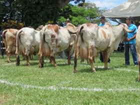Dia de Campo da São José do Can Can atraiu mais de 250