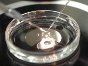 ABCZ comemora abertura para exportação de genética bovina para Arábia Saudita