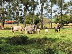 Gerente de Fomento e técnico de campo da ABCZ visitam a Cia Mate Larangeira parceiro do PMGZ