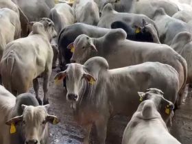 PMGZ Carne realiza mais um abate em Campo Grande (MS)