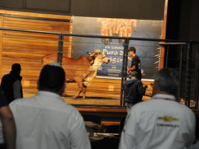 Leilões da ExpoZebu movimentam quase R$10 milhões