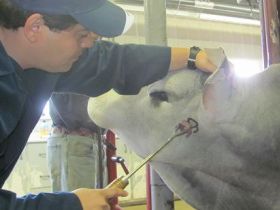 ABCZ registra primeiros zebuínos no Canadá