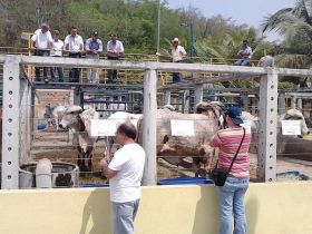 Cachoeiro de Itapemirim sedia feira do Pró-Genética