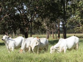 Pastagens renovadas: compromisso com a Sustentabilidade!