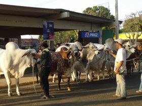 ABCZ divulga PMGZ durante a 1ª Goiás Genética
