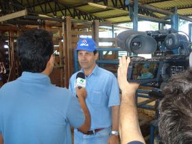 Pesagem e vacinação contra aftosa na PGP da Estância Zebu