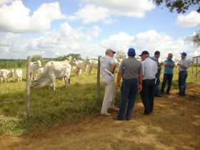 PMGZ com a excelência da pecuária zebuína do nordeste 