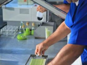 Raças zebuínas mantém liderança no mercado de Inseminação Artificial no Brasil