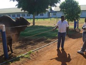 Técnicos do governo de Angola conhecem tecnologias empregadas na pecuária brasileira