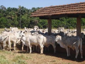 ABCZ faz pesagem inicial em PGP das raças brahman e tabapuã