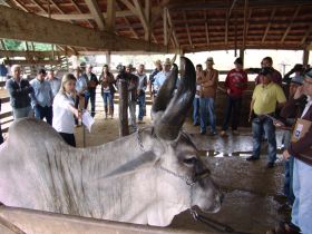 Produtores do centro-oeste mineiro tem dia de campo do PMGZ Leite 