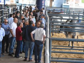 Votação PNAT - ExpoGenética 2022