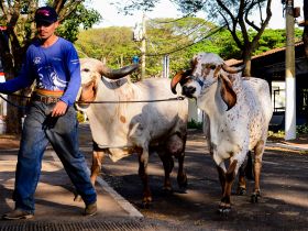 Pavilhões e Expositores -ExpoGenética 2022